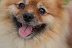 Pomeranian dog facts, how long do they live, how big do they get, what are thetypes, shedding the pomeranian, popularly known as pom is a spitz breed which emerged in the pomerania region. 10 Fun Facts About Pomeranians