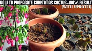How To Propagate Christmas Cactus 100 Success Youtube Christmas Cactus Christmas Cactus Propagation Holiday Cactus