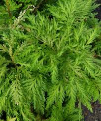 Image result for Selaginella auquieri