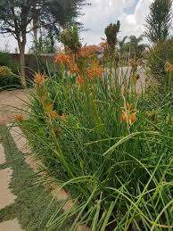 Image result for Aloe cooperi