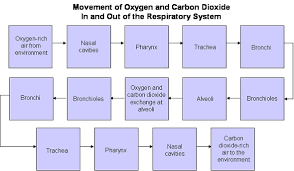 Human Respiration Excretion And Locomotion