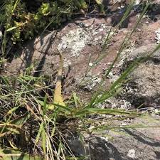 Image result for Fuirena welwitschii