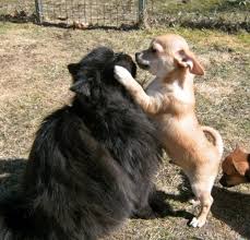 Fearless Puppy Kisses Huge Cat Huge Cat Puppy Kisses Cute Animal Pictures