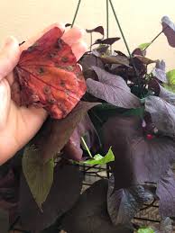 These popular container garden plants form thick, rootlike tubers similar to edible sweet potatoes (but not quite as tasty) and have edible leaves, too. New Ornamental Sweet Potato Vine Leaves Are Limp With Dark Spots Some Leaves Dried Out And Died I Ve Only Had Her One Week And Is Placed In A South Facing Window