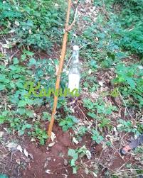 Image result for Dracaena laxissima