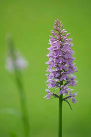 Pin On Follow The Coltsfoot