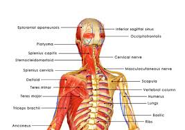 .label the muscles anatomy, human, muscles, body, health, label, labeling, health science, human body. Back Muscles Stock Photos And Images 123rf