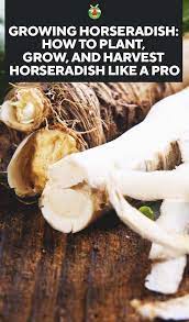Growing Horseradish How To Plant Grow And Harvest Horseradish Growing Horseradish Horseradish Plant Horseradish
