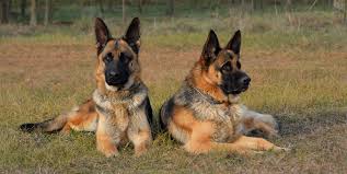 Maybe you would like to learn more about one of these? 15 Best Guard Dogs To Protect Your Home Top Guard Dog Breeds