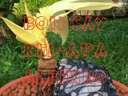 Selain dapat menghasilkan tunas yang berkualitas, tips dan trik ini juga dapat menumbuhkan tunas dengan cepat untuk menghasilkan bonsai kelapa. Bonsai Kelapa Albino Unik Dan Langka Youtube