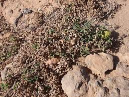 Image result for Cucumis prophetarum