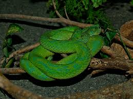 Image result for Bothriocline muschleriana