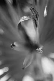 Check spelling or type a new query. Belles Photos Noir Et Blanc
