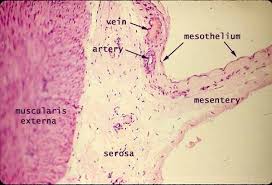 · about 50 percent of patients . Fungsi Mesotelium Di Dalam Tubuh Penjelasan Materi Lengkap Hisham Id