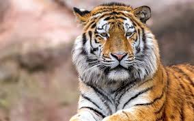 Download Wallpapers Tiger Predator Wildlife Dangerous Animals Tigers Besthqwallpapers Com Pet Tiger Wild Animal Wallpaper Animals