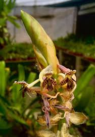 Image result for Bulbophyllum schinzianum