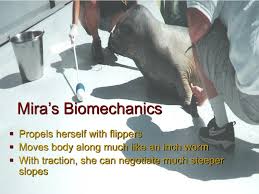 See more ideas about mira, aesthetic, indian aesthetic. Ppt Egress System Design Project For Mira Powerpoint Presentation Free Download Id 1392655