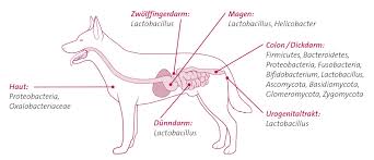 Magen darm grippe beim hund. Verdauungsprobleme Bei Hunden Omni Biotic De