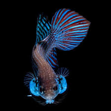 Copper mustard hmpk siamese fighting betta fish. Types Of Betta Fish A Guide On Patterns Color And More