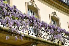 Wenn sie einjährige blumen aus samen selber ziehen, sparen sie geld und werden außerdem mit pflanzen versorgt, die sie vielleicht anderweitig gar nicht erhalten. Blauregen Selber Ziehen Als Bonsai So Gelingt S Wisteria