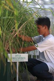 Image result for Oryza longistaminata