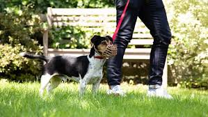 The chow chow breed was developed in china and mongolia and used as a guard and hunting dog. How To Stop Aggressive Dog Behaviour Purina
