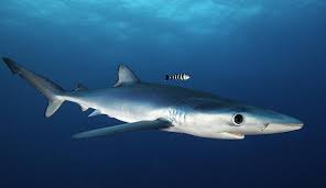 The great white shark (carcharodon carcharias) has a reputation of being both the biggest and most aggressive shark in our seas. Megalodon The Truth About The Largest Shark That Ever Lived Natural History Museum