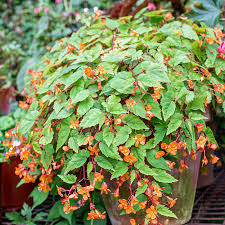 Image result for Abutilon grantii