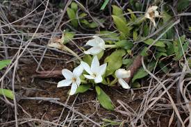Image result for Leptactina benguelensis
