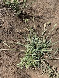 Image result for Tristachya