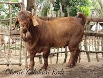 Image result for how much does a goat weigh in kg