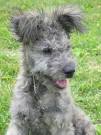 Pumi Dog Breed Information and Pictures