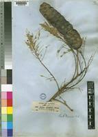 Image result for Entada abyssinica