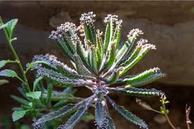 Image result for Kalanchoe daigremontiana