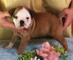 Contact the dog breeders below for miniature bulldog puppies for sale. Miniature English Bulldog Puppies Litterbox Trained Microchipped For Sale In Jordan Minnesota Classified Americanlisted Com