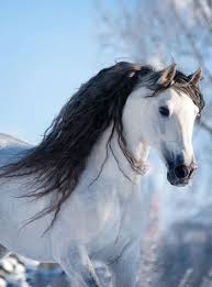 Magnificent Horses Beautiful Coloring Horses Andalusian Horse Horse Breeds