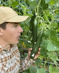 Do you trellis your cucumbers?, ., I love using these livestock fence  panels to build trellises for a wide variety of crops, especially  cucumbers! They can be used many different ways and if you ...