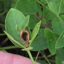 Image result for Ruellia cordata