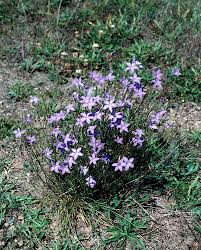 Image result for Wahlenbergia persimilis