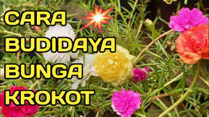 Bunga krokot adalah tanaman berbunga yg mudah ditanam.tapi utk menghasilkan tanaman yg selalu berbunga lebat tentulah. Orthopeers Kreatif Penataan Bunga Krokot Dll Kreatif Penataan Bunga Krokot Dll Kreatif Penataan Bunga Krokot Dll Tren Baru Di Masa Pandemi Asyiknya Menanam Tanaman Hias Di Rumah Catatan Ludy 3 710