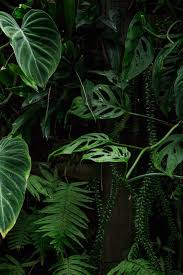 This Blog Belongs To Debbie Carlos Plants Green Plants Planting Flowers