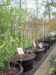 Fruit trees for sale from orange pippin. Bare Root Fruit Trees Kingwood Garden Center