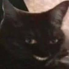 Cat Smirk Creepy Funny Looking Cats Cat Memes Cat Aesthetic