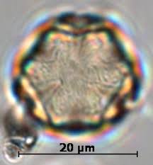 Image result for Dissotis irvingiana