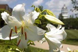 Casablanca Lily The Flowers Are Distinguished By A Pleasing Sweet Smell They Face Outwards And Have Prominent Lily Garden Botanical Gardens Types Of Flowers