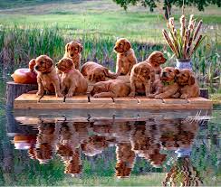The current median price for all golden we are a small family breeder, we are very proud of the goldens we breed, we breed for color which is the darker golden and we breed for. Redtail Golden Retrievers Redtail Golden Retrievers