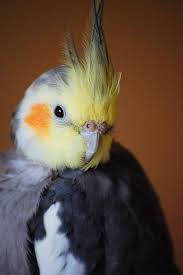 Yellow Bird With Red Cheeks Cockatiel By Pandorynha On Deviantart Cockatiel Pet Birds Cute Birds