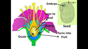 Science Sexual Reproduction In Plants Pollination Fertilization Hindi