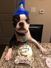 See more ideas about cards, birthday cards, greeting cards handmade. Happy Birthday Buddy Bostonterrier