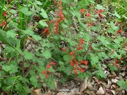 Red flowers in rancho texas park on lanzarote, canary islands, spain. Plants Hill Country Texas Master Gardeners